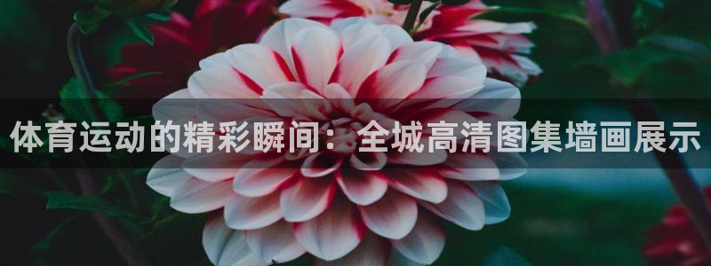 风速体育app：体育运动的精彩瞬间：全城高清图集墙画展示